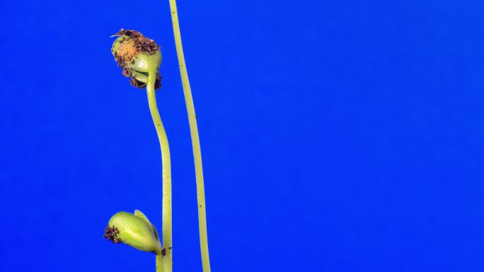 4K Timelapse视频，在蓝色背景下拍摄的三颗豆芽生长的地上视图。