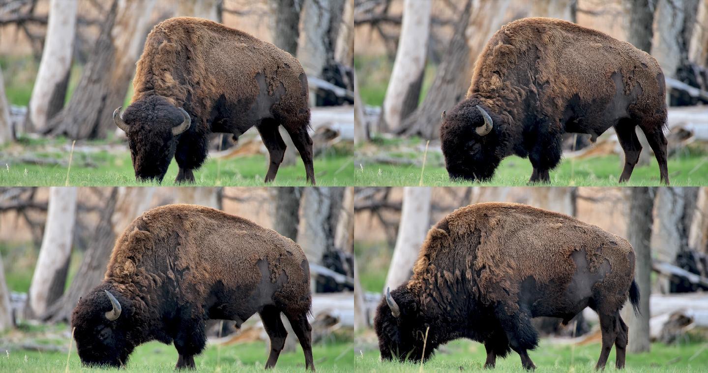 放牧野牛：黄石国家公园