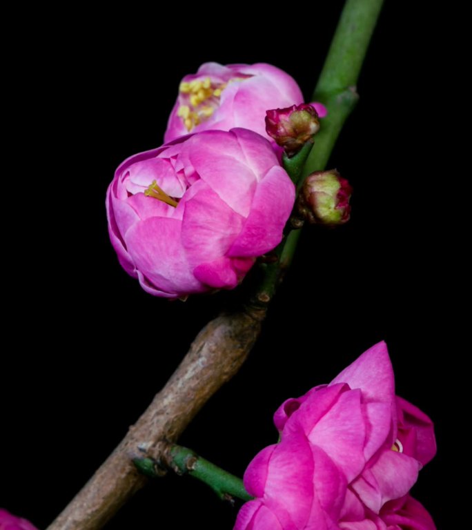 桃花开花延时