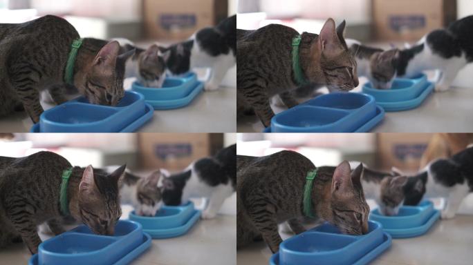 一群猫在蓝猫碗里一起吃东西