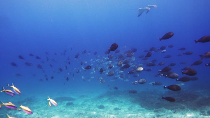 礁石附近一群背鱼的水下视图