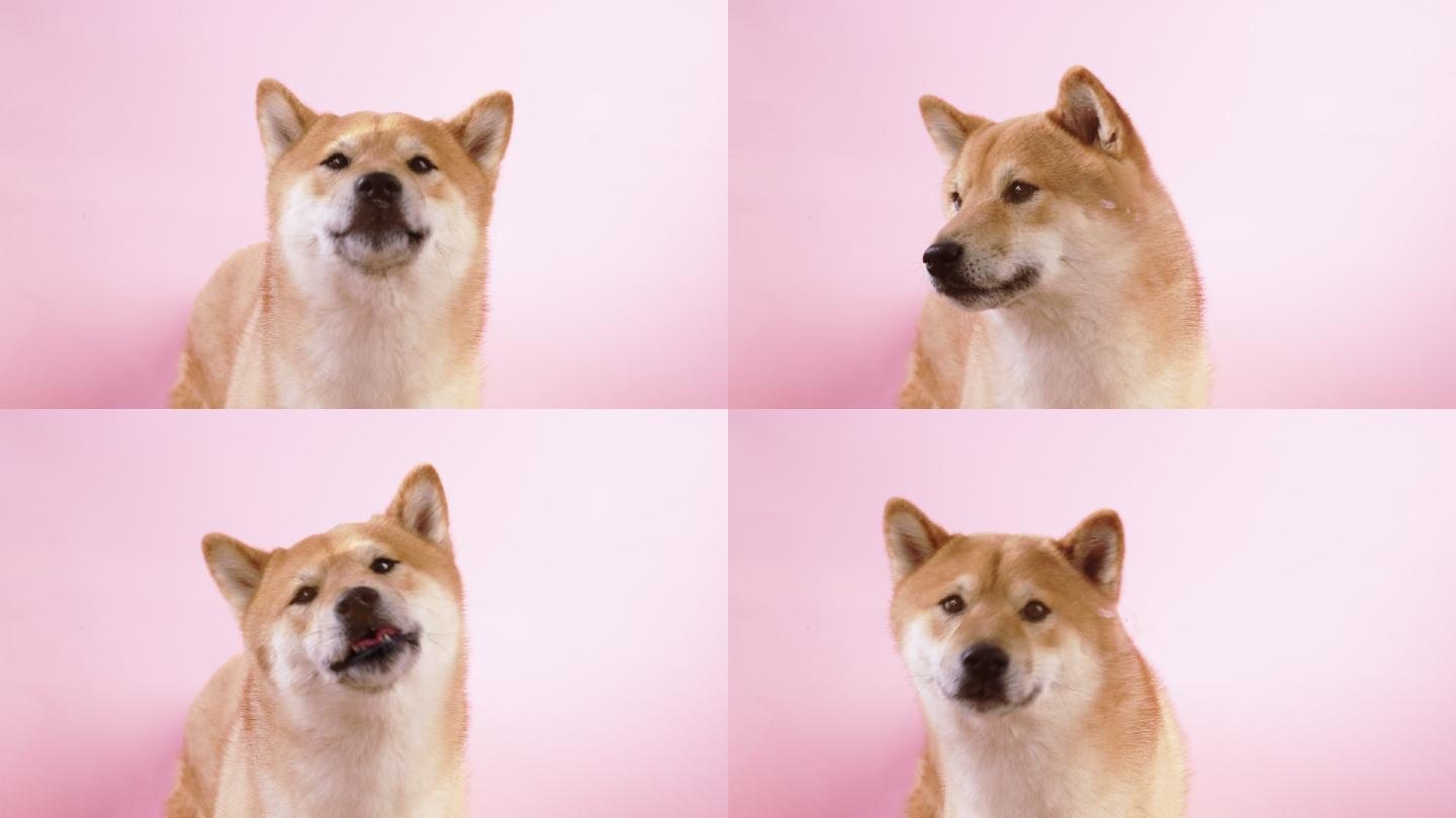 可爱的Shiba Inu狗舔着，看着粉红色背景下的相机