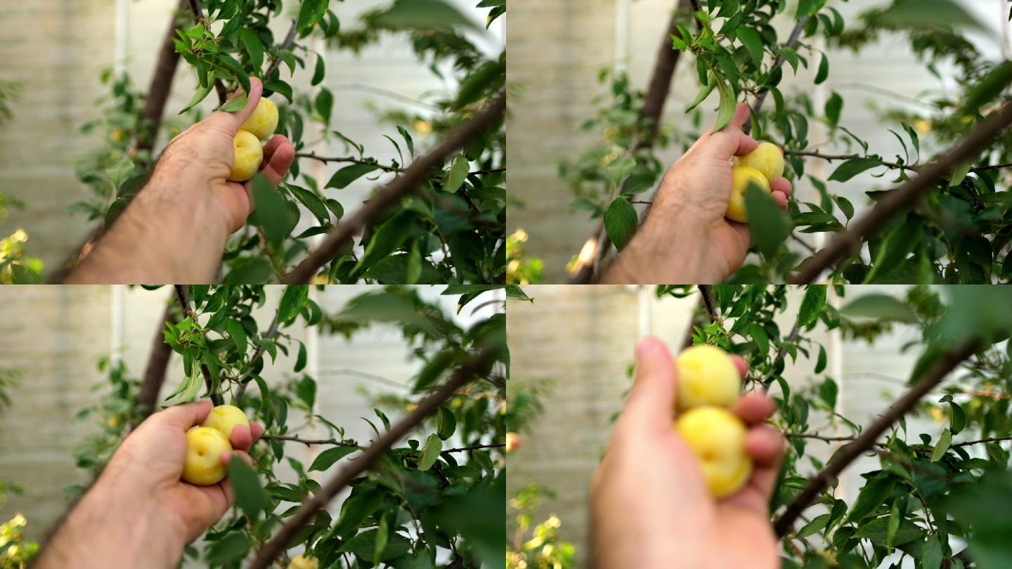 在树上收获大量成熟的黄色樱桃李子、米拉贝尔李子或米罗巴兰李子