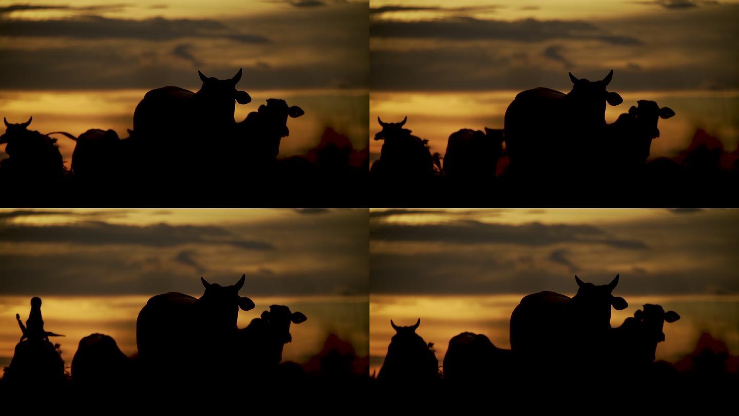 尼罗奶牛在日出夕阳日黄昏