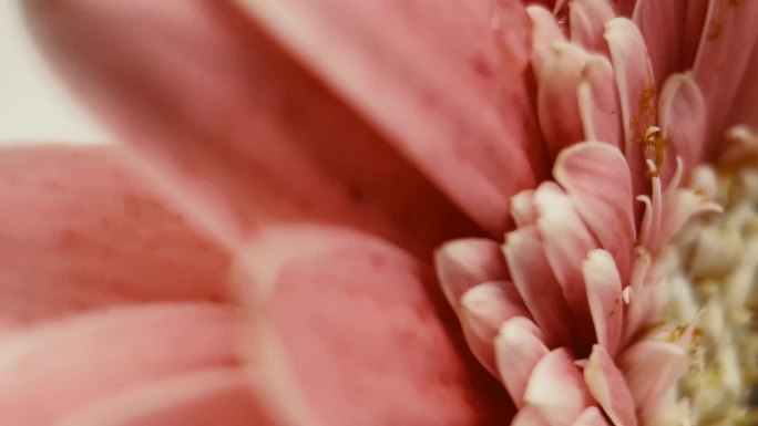 【镜头合集】微距粉色非洲菊雏菊  (3)