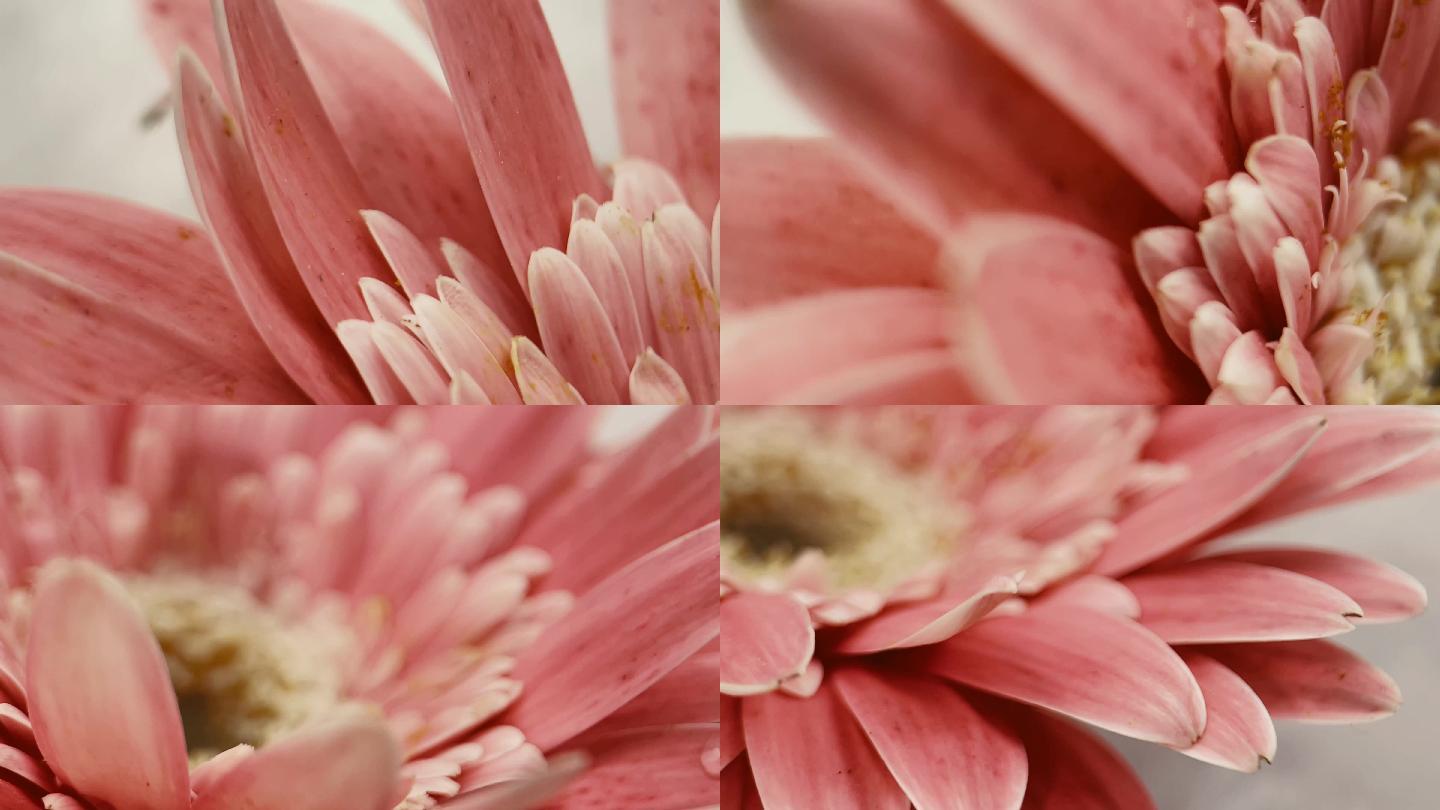【镜头合集】微距粉色非洲菊雏菊  (3)