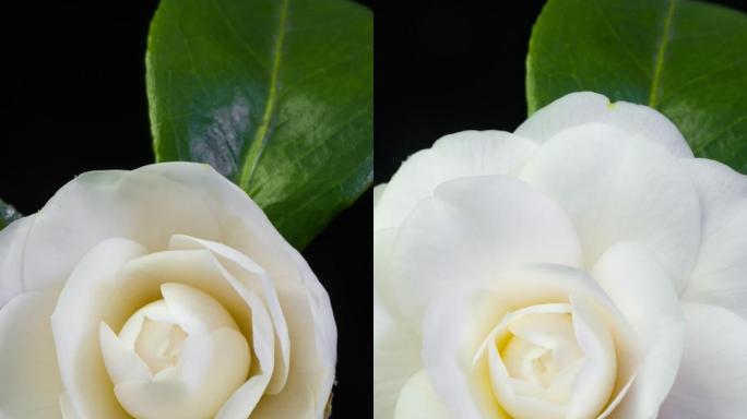 白色茶花开花延时竖屏