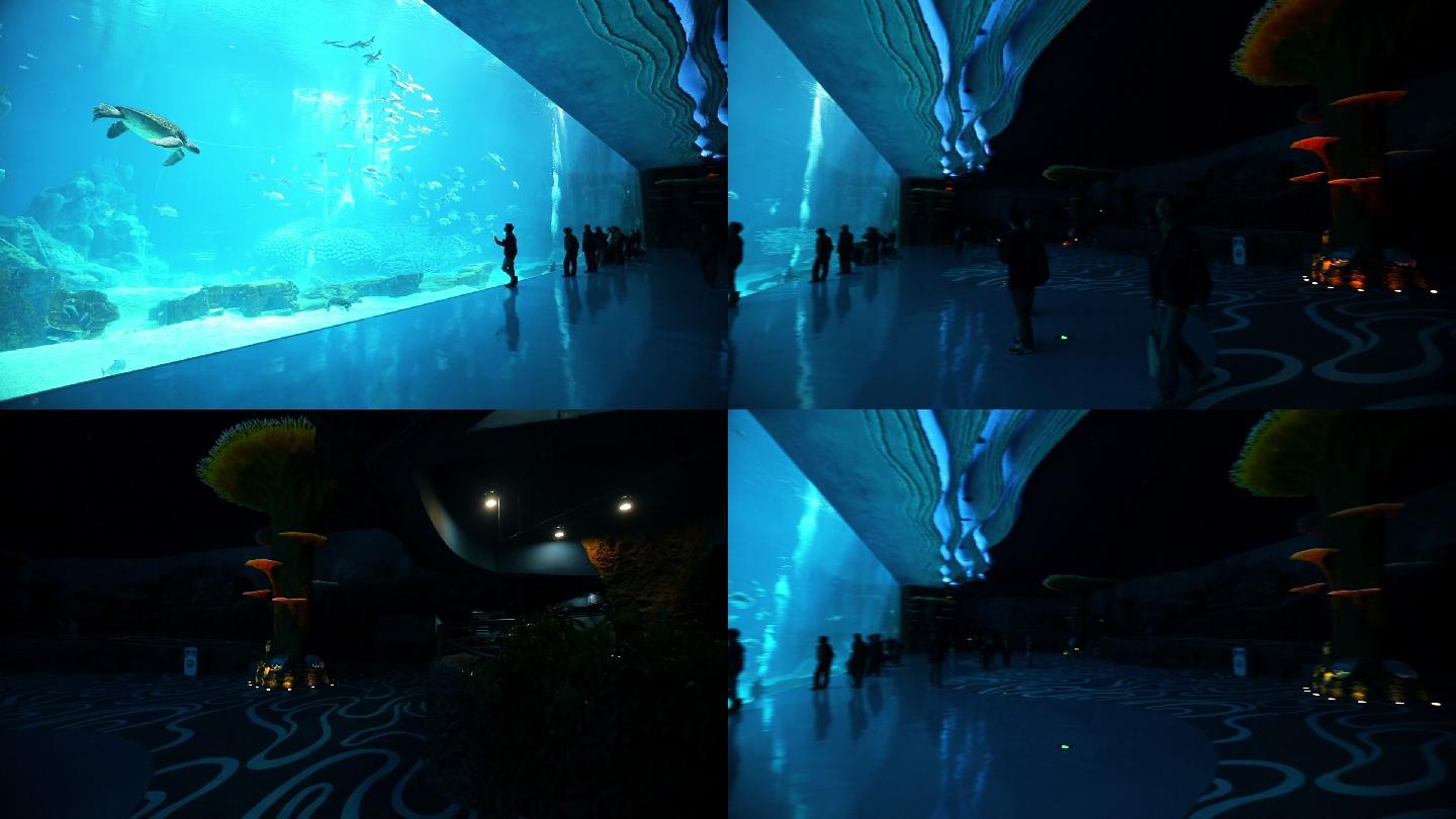 海洋公园 鲸鲨馆 海洋馆