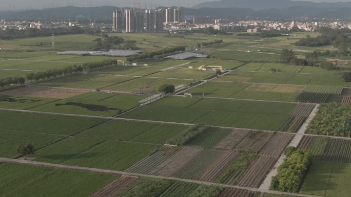 增城丝苗米种植基地