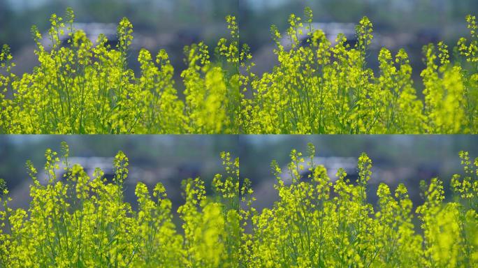 花朵  春暖花开 城市生活