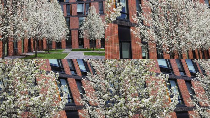 从盛开的海棠树看现代公寓综合体的全景图