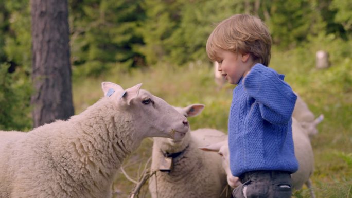 小男孩在大自然中与羊玩耍