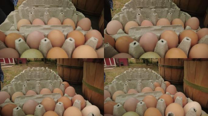 农场饲养的各种颜色的自由放养鸡蛋装在鸡蛋盒中农场到餐桌美国西部农场生活和可持续生活4K视频系列