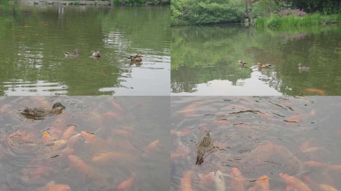 鸳鸯 野鸭 锦鲤