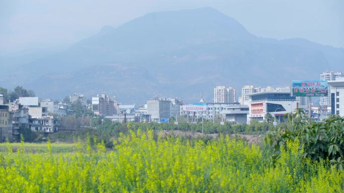 花朵  春暖花开 城市生活