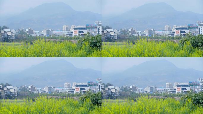 花朵  春暖花开 城市生活