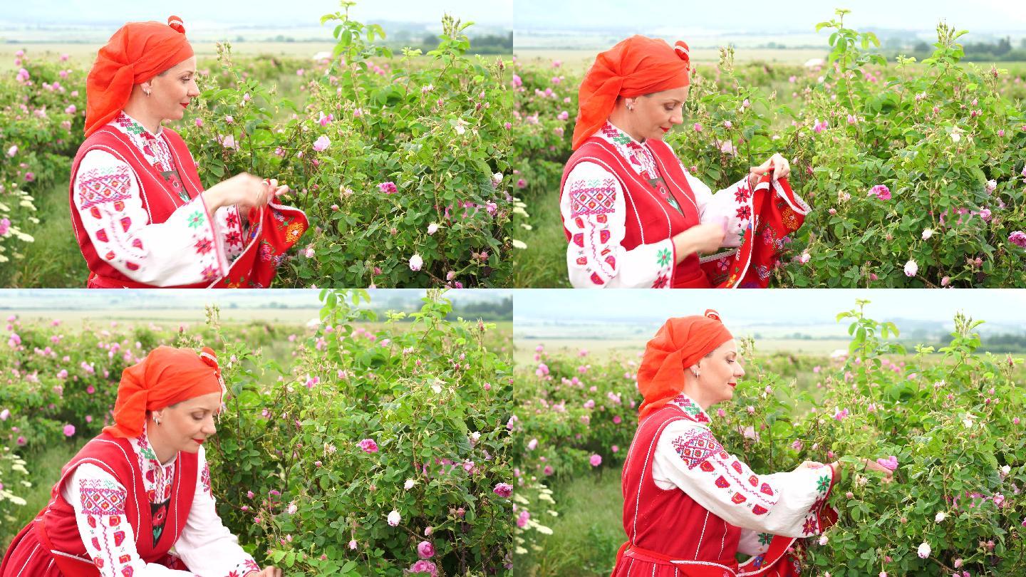 身着保加利亚传统服装的4K中年妇女在农田采摘玫瑰花。玫瑰采摘，精油生产。