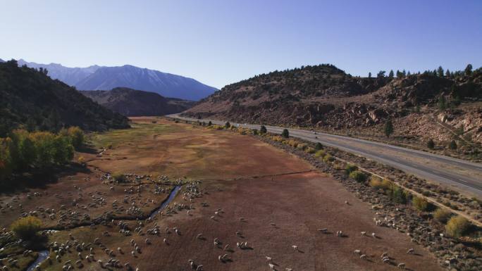 小溪边的羊群户外山区