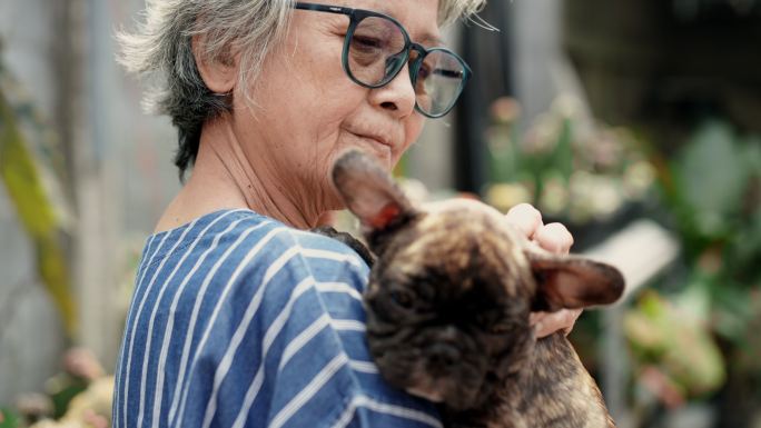 后景：一位亚洲资深女士抱着她的法国牛头犬纯种小狗，满怀爱意地看着他，退休后爱好园艺