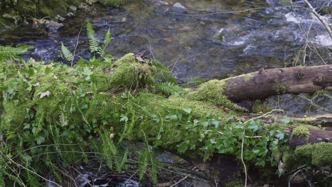小溪对岸长满苔藓和常春藤的树干