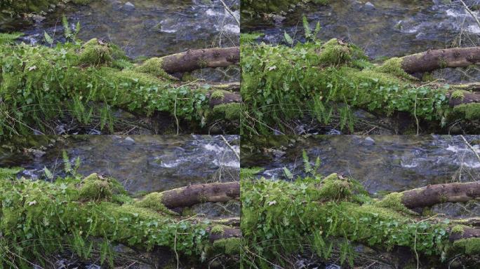 小溪对岸长满苔藓和常春藤的树干