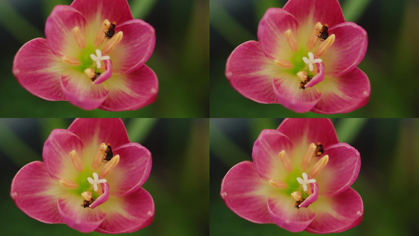 无刺蜜蜂或小蜜蜂的特写镜头是一种昆虫，能帮助花朵授粉，使农民有好的产品。