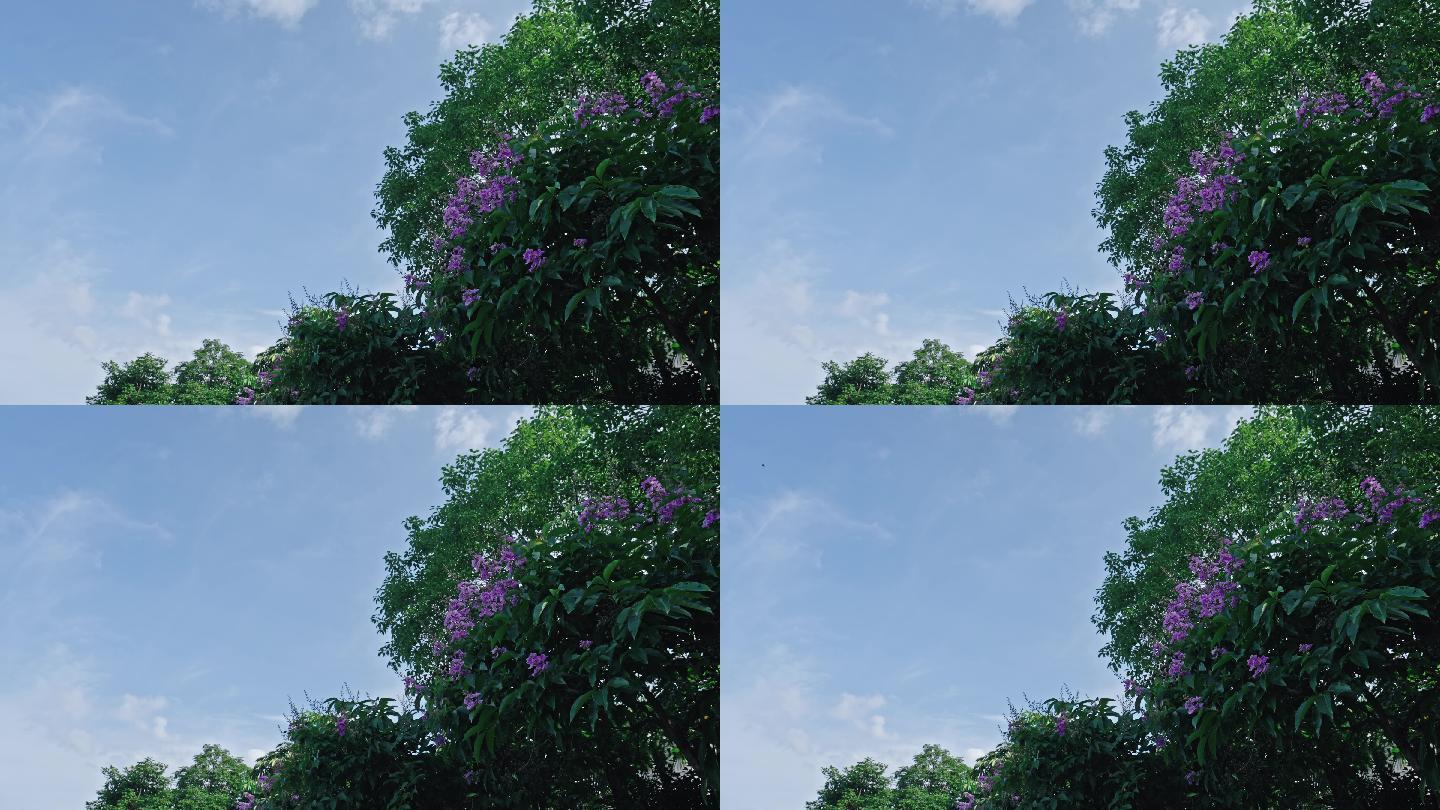 【正版素材】夏天的味道紫薇A0376-C