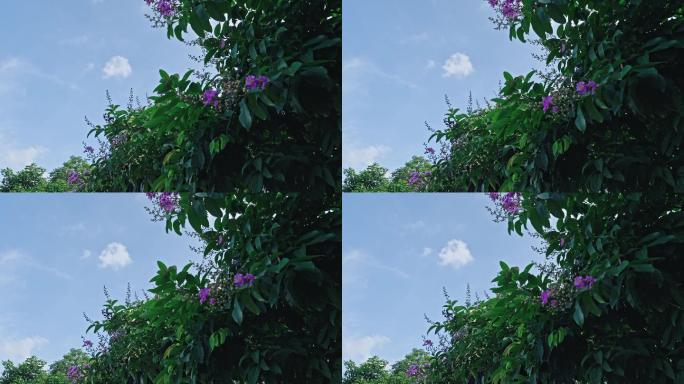 【正版素材】夏天的味道紫薇A0378-C