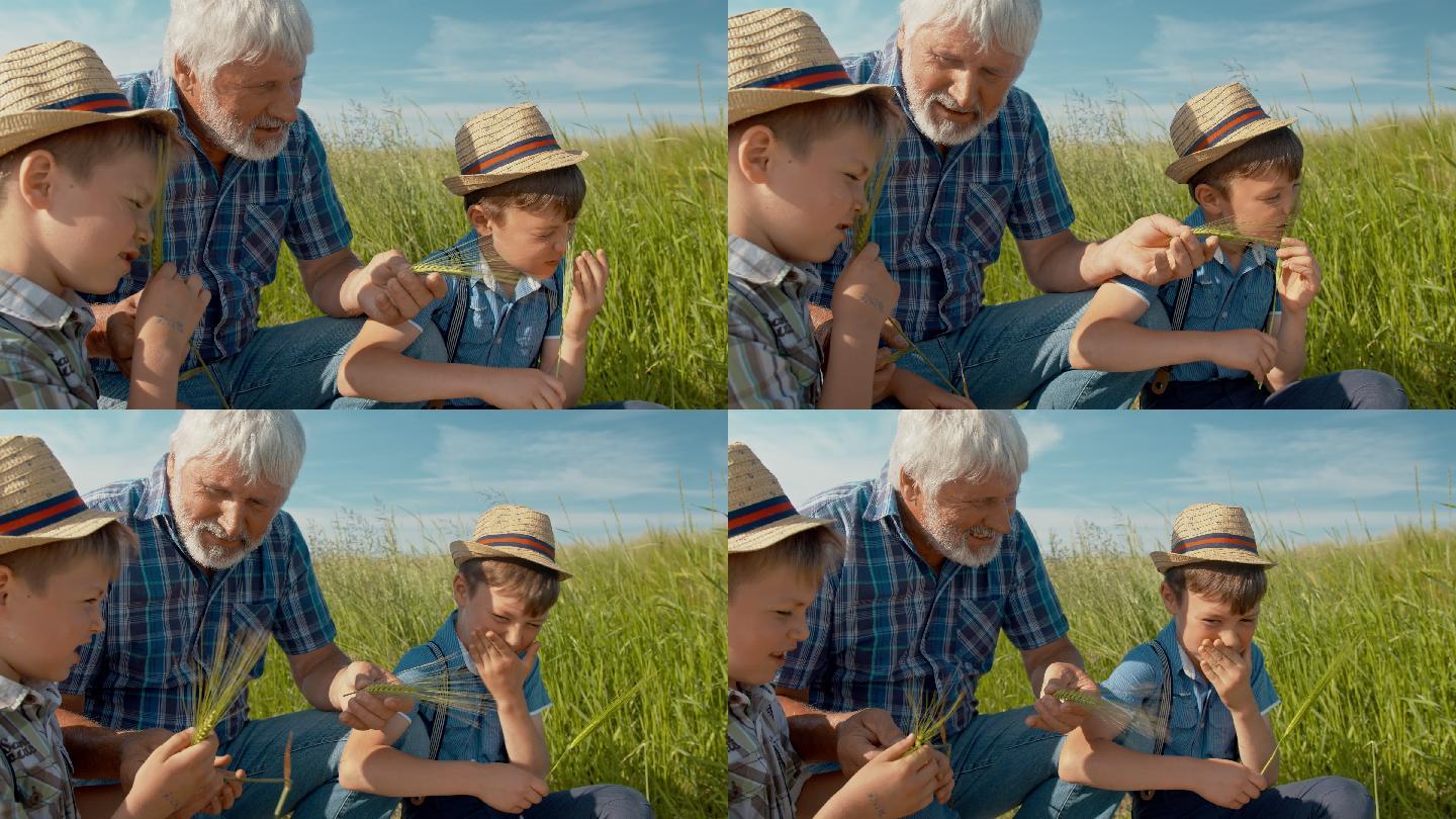 祖父和孙子在田里闻麦穗的味道