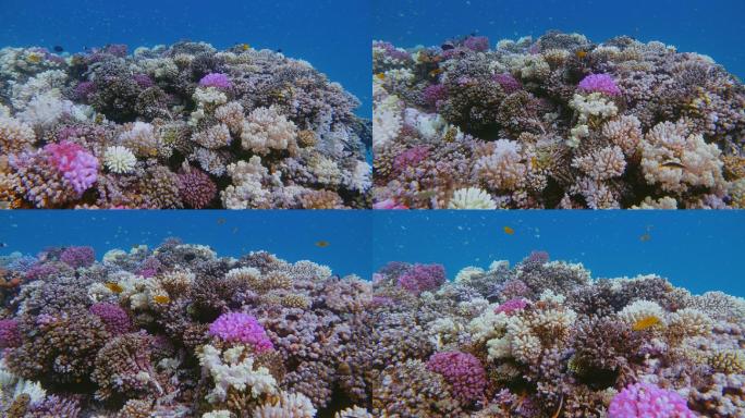 在红海美丽的珊瑚礁上游泳-马尔萨阿拉姆-埃及