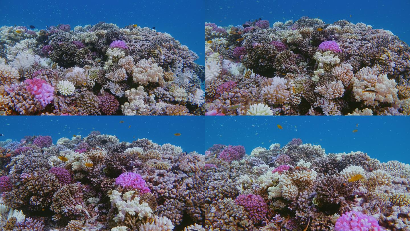 在红海美丽的珊瑚礁上游泳-马尔萨阿拉姆-埃及