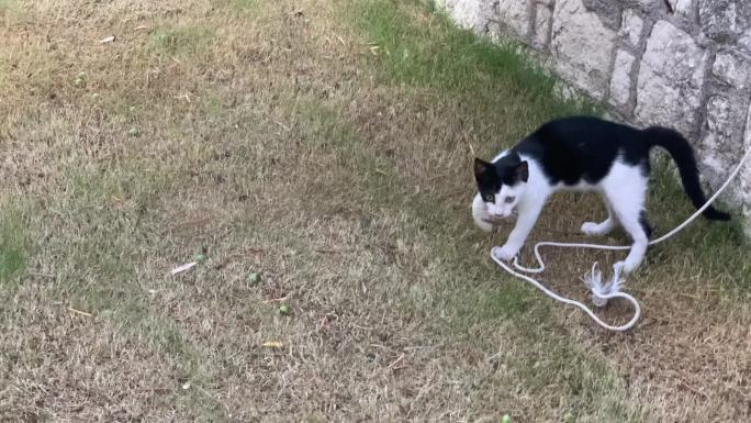 淘气猫的时刻野猫猫咪黑白猫