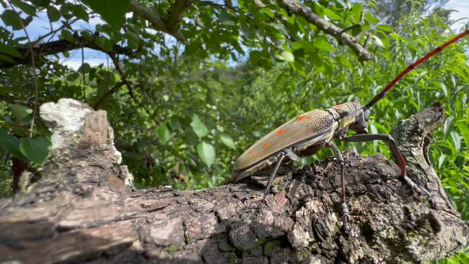 树上的昆虫牛角虫