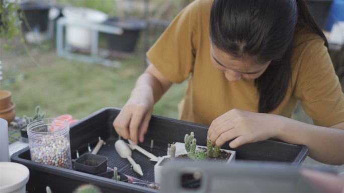 女孩种了一株仙人掌。