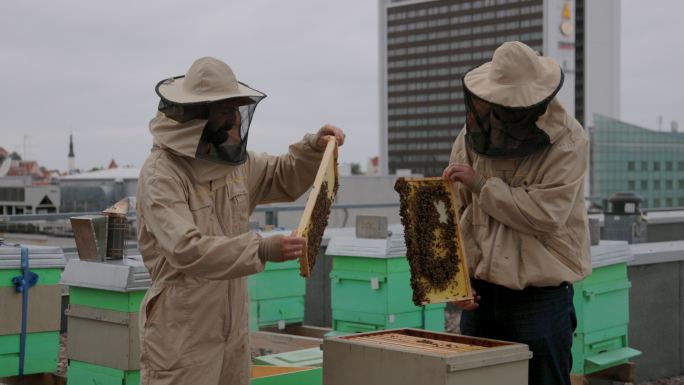 城市养蜂人在城市屋顶工作