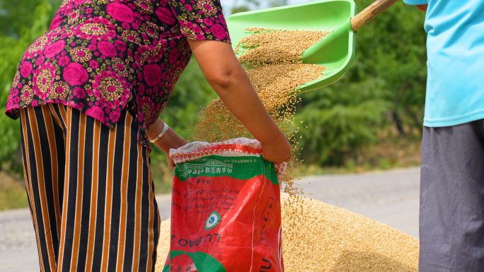 农民小麦大丰收，晒粮食，装袋子