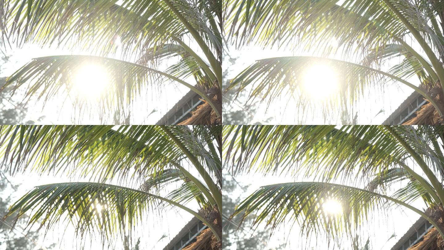 清晨椰子树