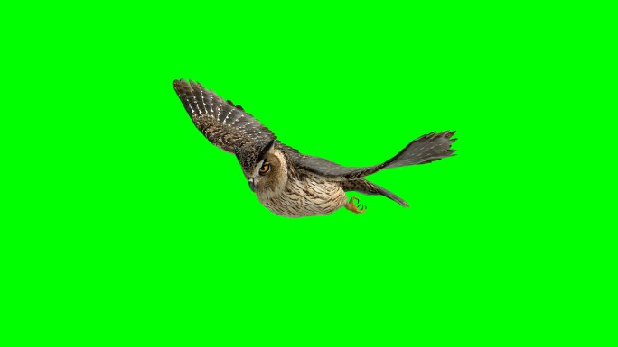 猫头鹰滑翔绿屏（可循环）