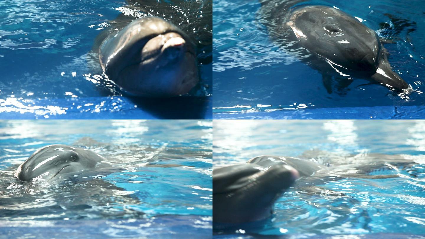 海洋公园 海豚训练 表演