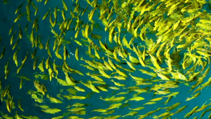 海洋公园 鱼群遨游 欢乐时光 水下世界