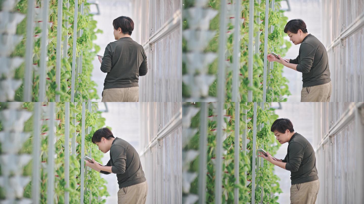 中国亚裔女性在温室水培垂直农场生态系统中检查植物与数字平板电脑比较数据