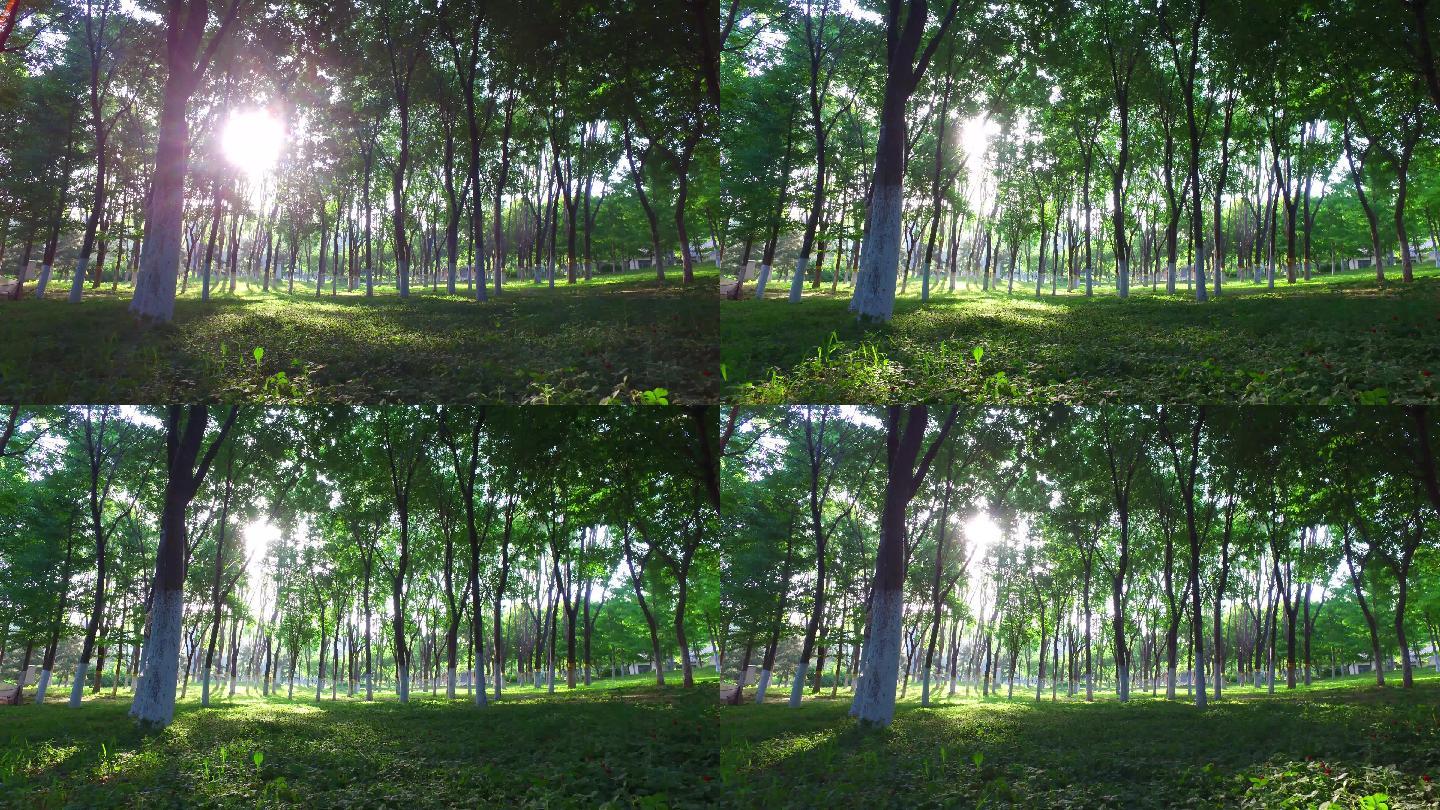树林光影公园早晨阳光阳光金色射线树林森林