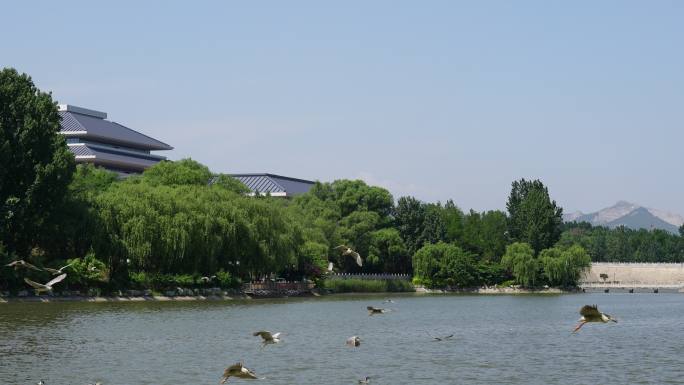 夏日的青州南阳湖上一群夜鹭鸟在飞翔觅食