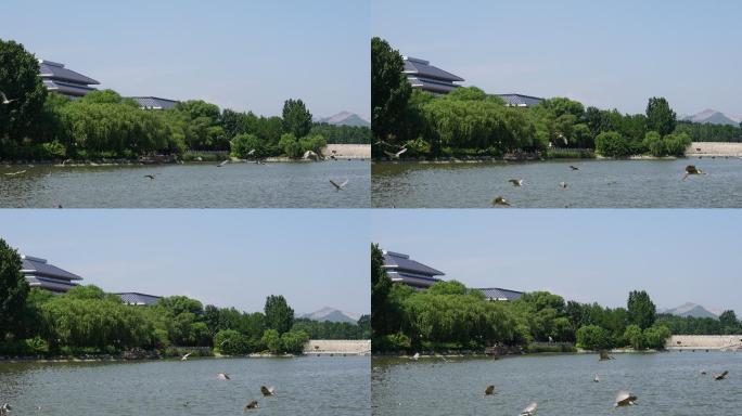 夏日的青州南阳湖上一群夜鹭鸟在飞翔觅食