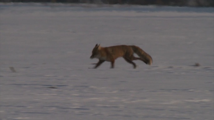 红狐红色狐狸地上的积雪
