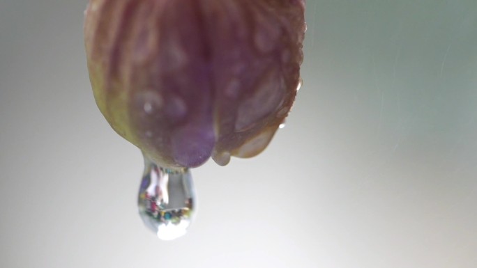 花瓣 水滴落下 晶莹剔透的水珠