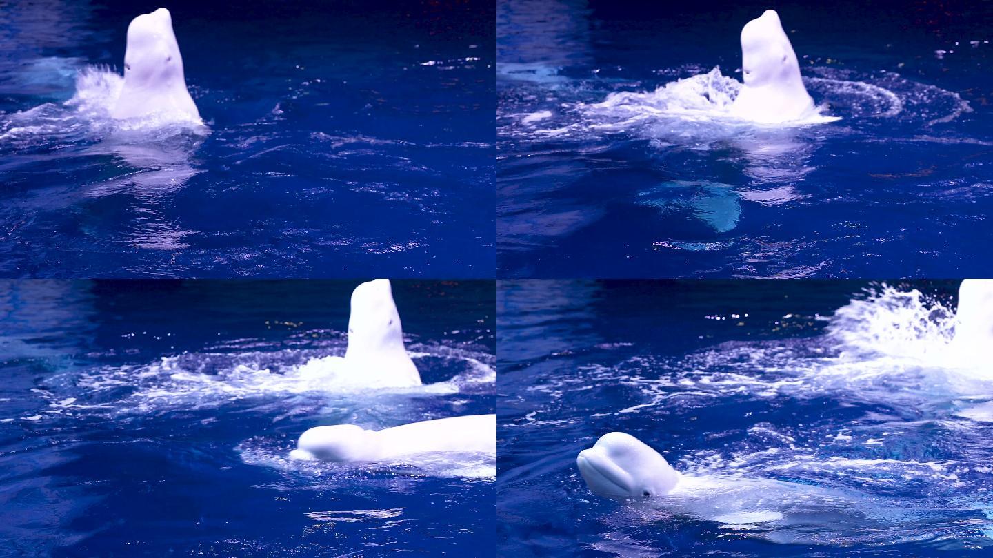 海洋公园 白鲸训练 精彩表演 盛大演出