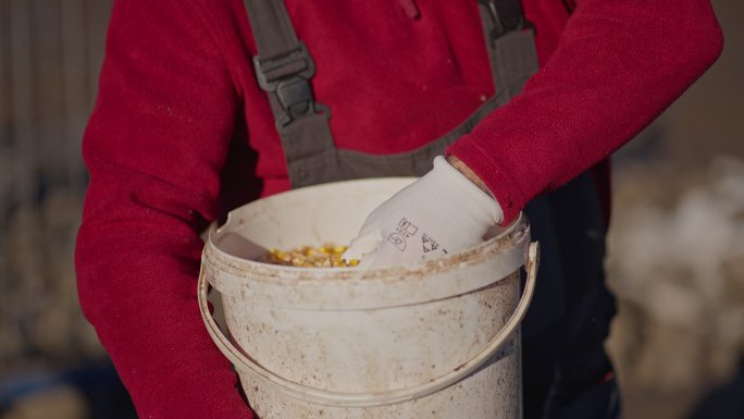 无法辨认的资深牧人正在准备桶里的玉米来喂养动物