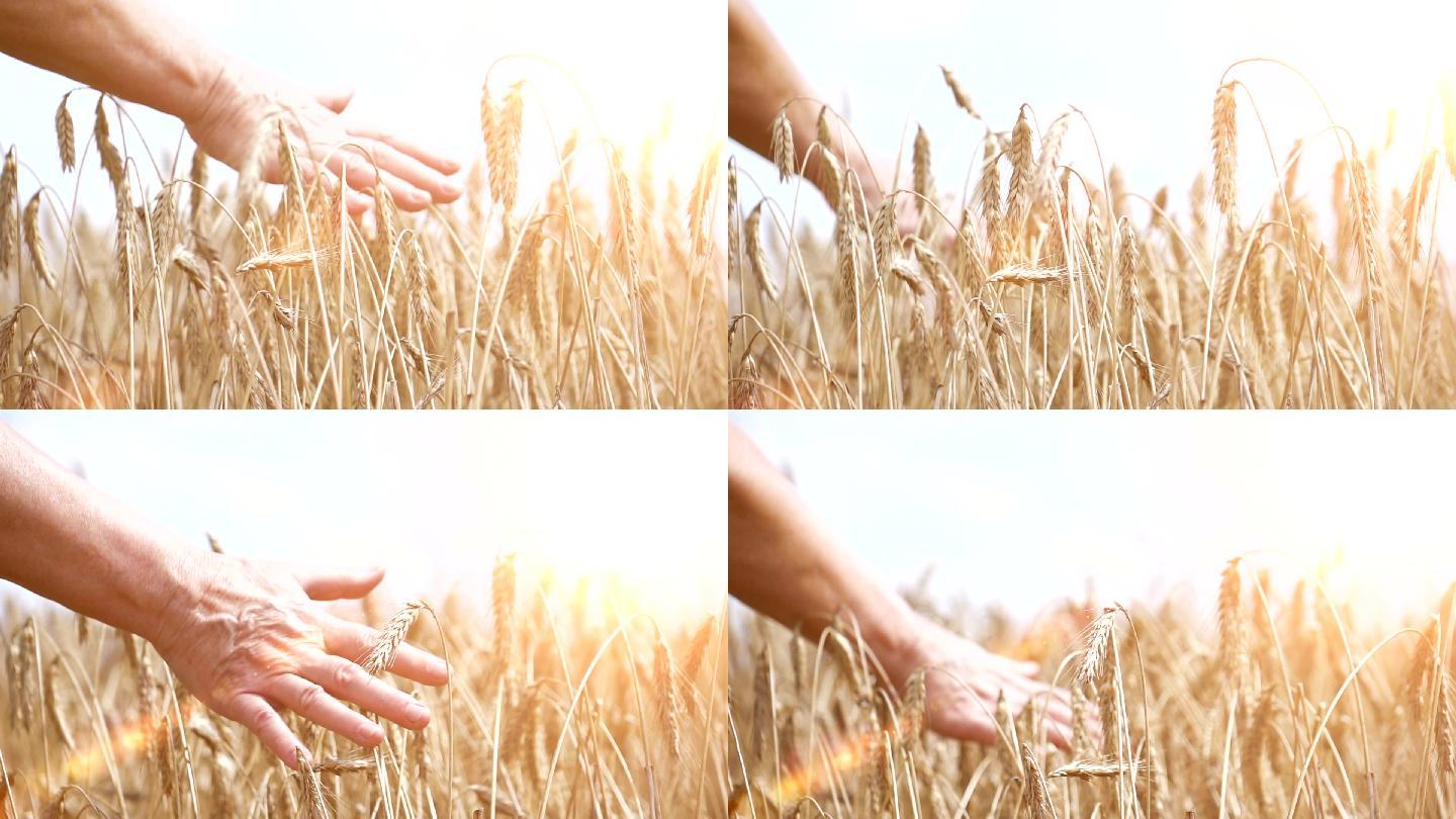 两段在田间用手触摸小麦的慢镜头