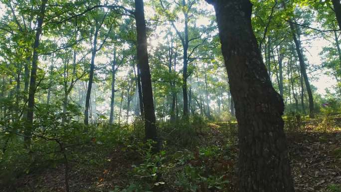 实拍唯美的森林阳光4K